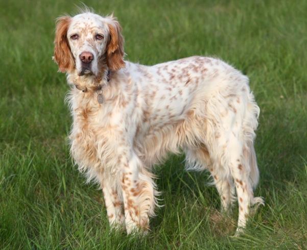 English Setter