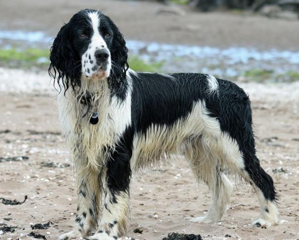 English Springer Spaniel