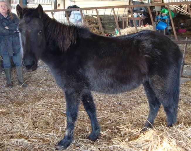 Eriksay Pony