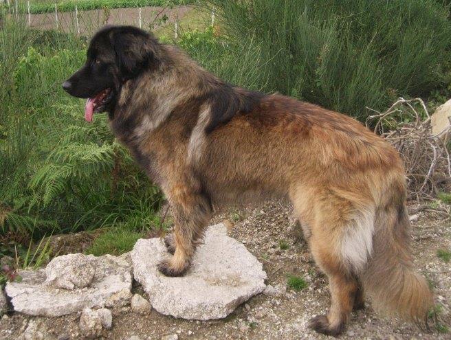Discover the Majestic Estrela Mountain Dog: A Comprehensive Guide