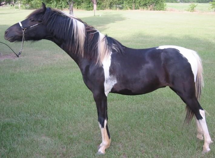 Falabella and American Shetland