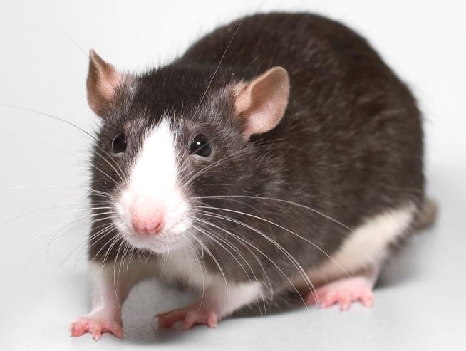 Fancy Rats