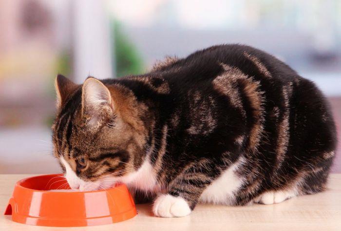 Feeding your Cat