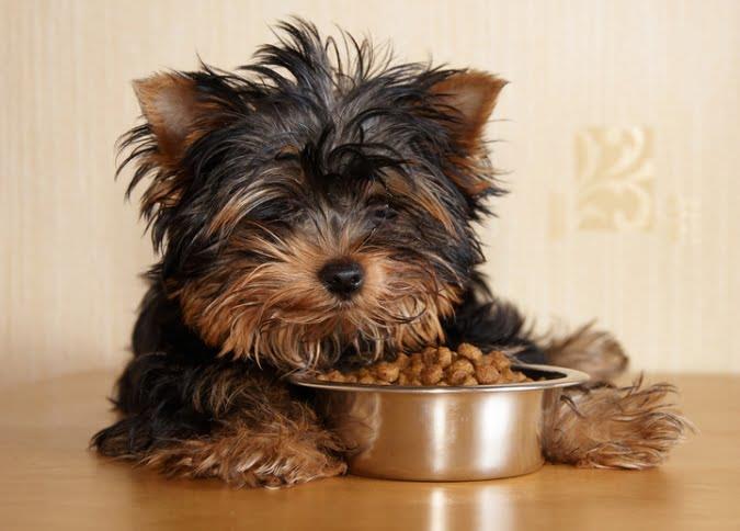 Puppy Feeding Guide: Essential Tips for New Dog Owners