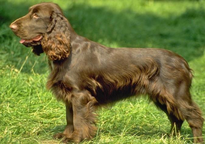 Field Spaniel