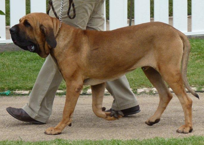 Fila Brasileiro