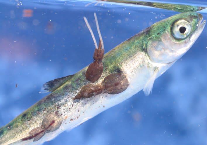 Fish Diseases and Treatments