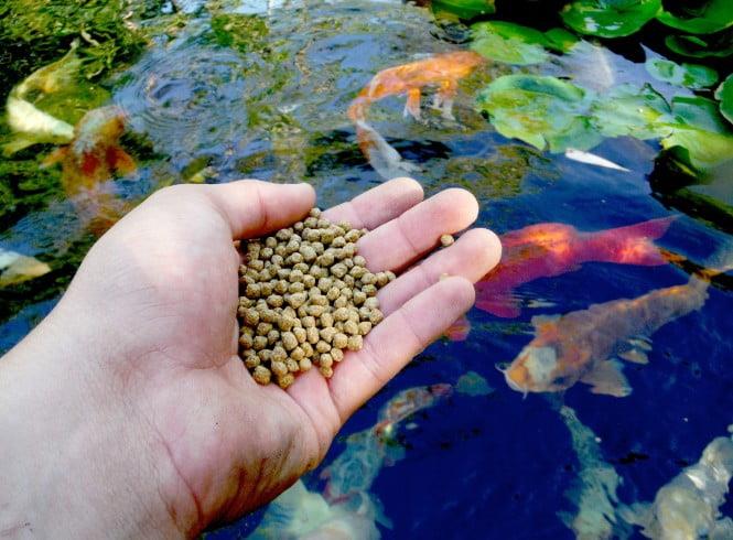 Fish Feeding and Digestion