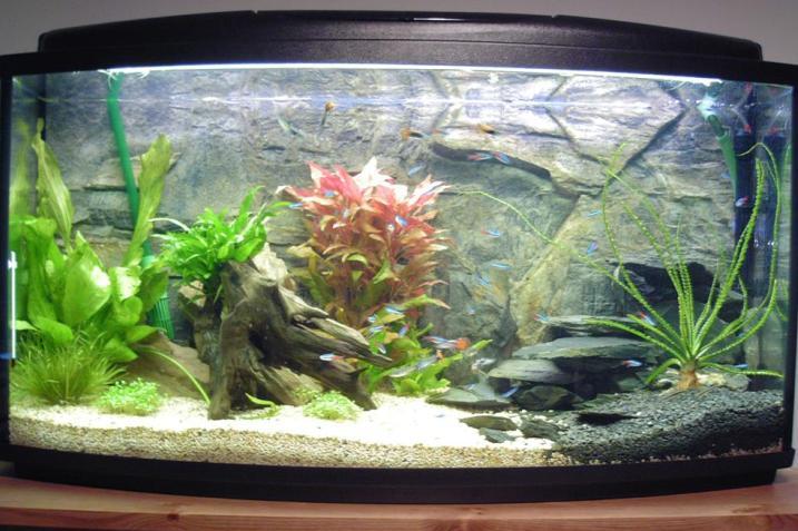 Fish Tank Water Quality in a New Aquarium