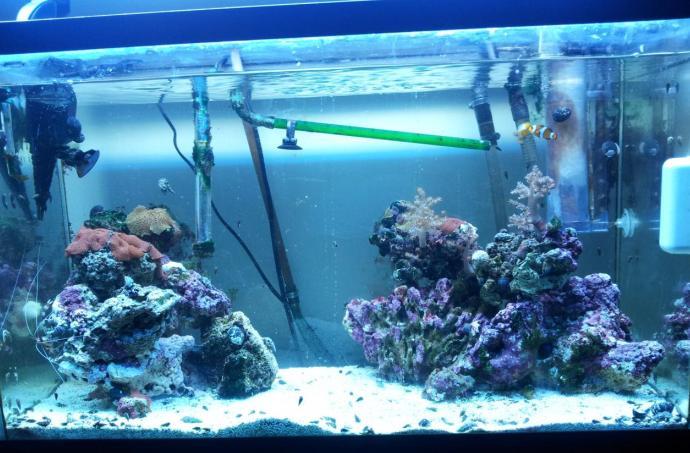 Fish Tanks Lighting - A Bright Idea?