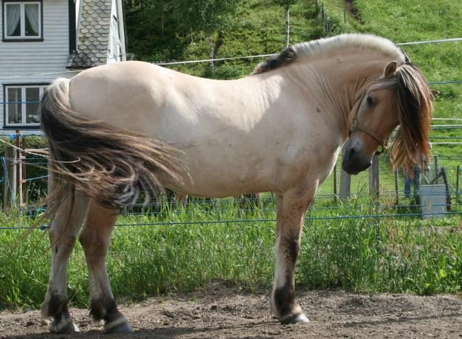 Fjord Pony