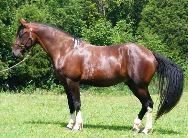 Fleuve horse