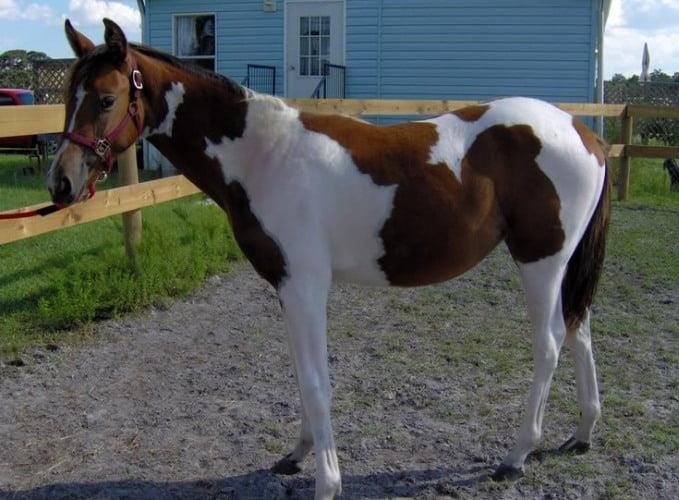 Discovering the Florida Cracker Horse: A Heritage Breed