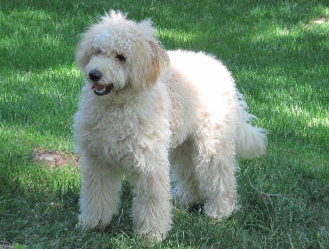 The Ultimate Goldendoodle Guide: Everything You Need to Know