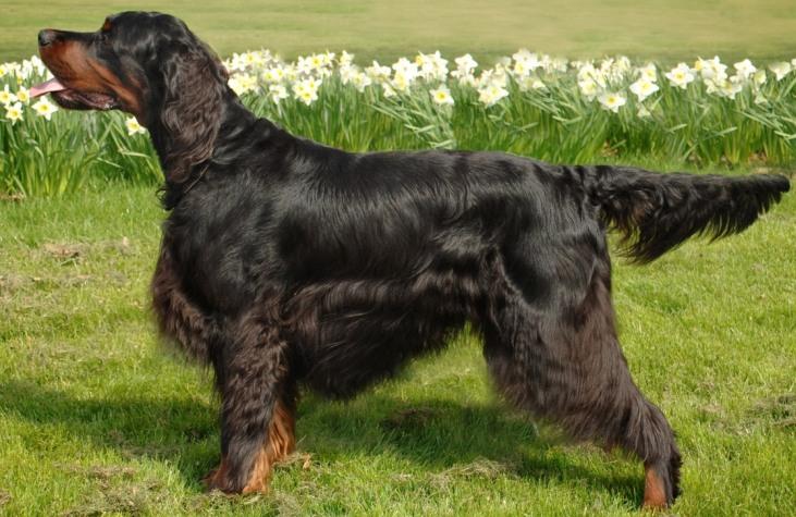 Gordon Setter