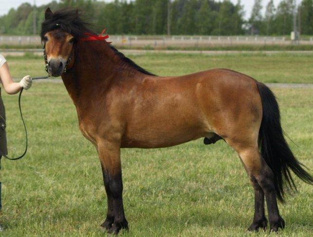 Gotland Pony