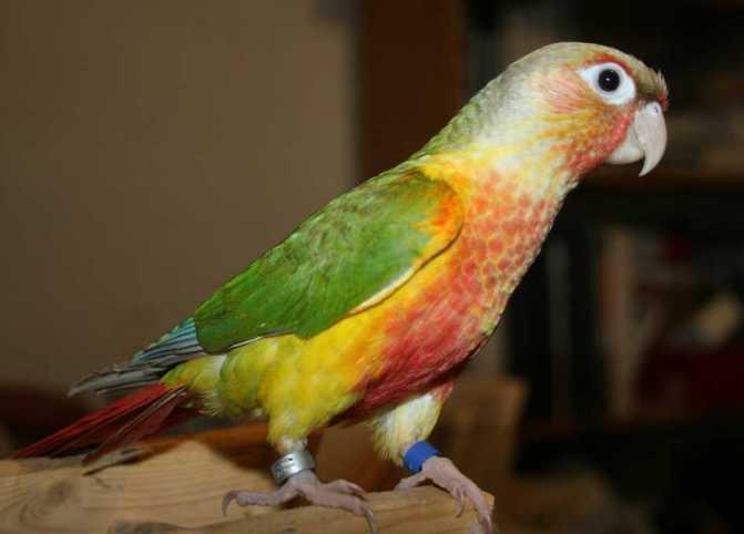 Green Cheek Conure