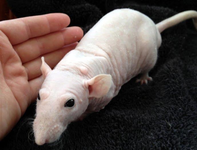 Hairless Rats