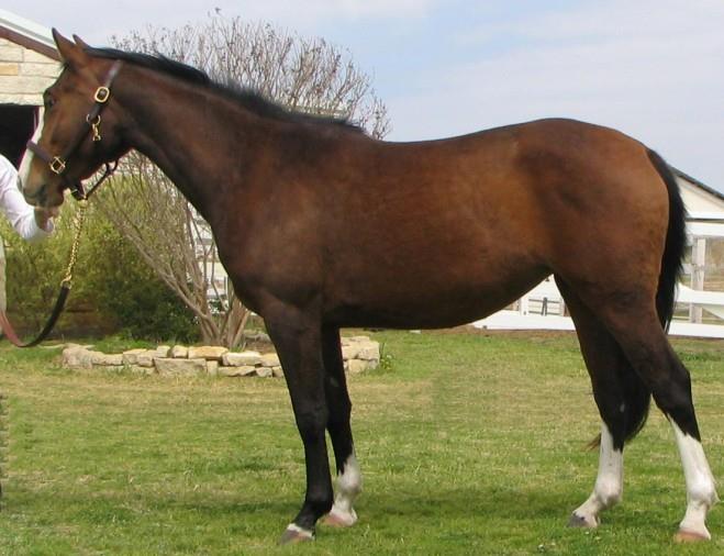 The Hanoverian Horse: A Comprehensive Guide to This Majestic Breed