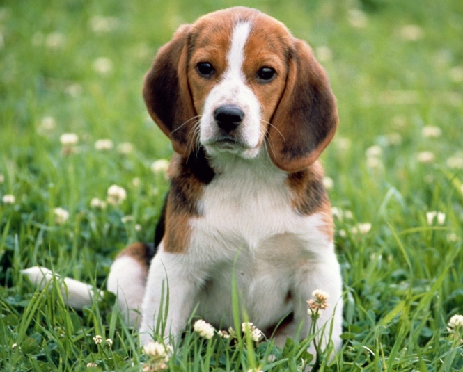 Harrier Dog Breed: A Comprehensive Guide to Characteristics, History, and Care