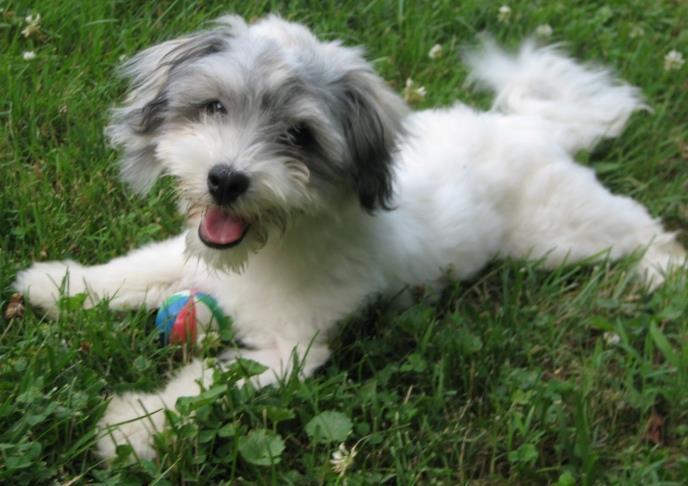 The Ultimate Guide to the Havanese Dog Breed: History, Care, and Characteristics