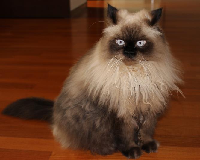 Himalayan Cat
