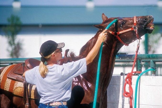 Essential Guide to Horse Health Care in Australia