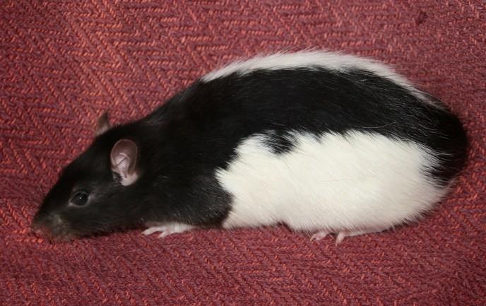 Hooded Rats