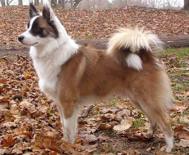 Icelandic Sheep Dog