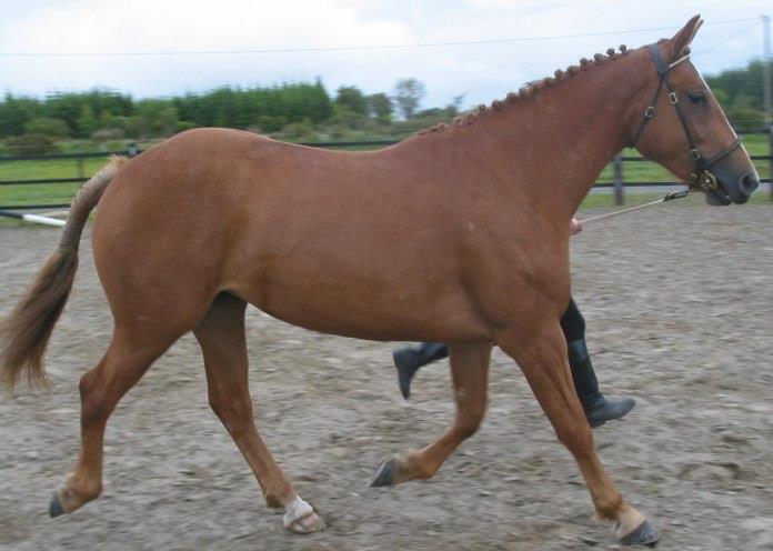 The Irish Draught Horse: A Comprehensive Guide to This Versatile Breed