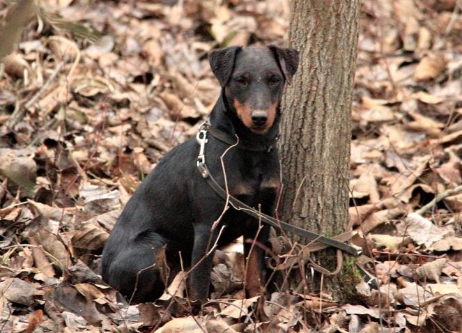 Jagdterrier