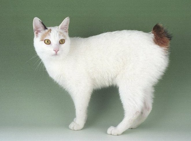 Japanese Bobtail