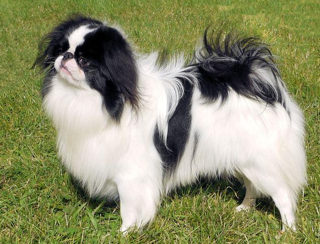 Discovering the Japanese Chin: A Guide to This Elegant Breed