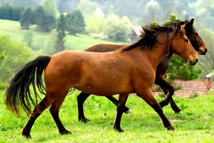 KABARDIN AND KARABAKH Horse