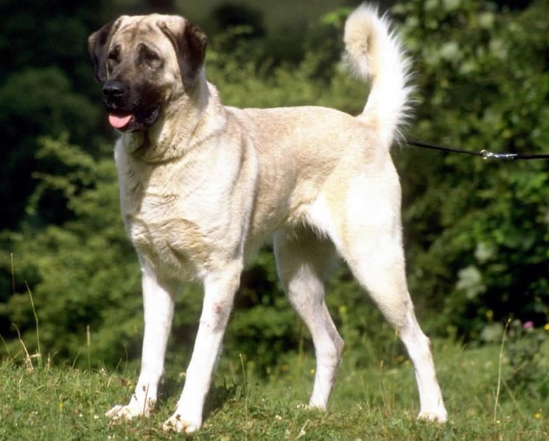 Kangal Dog