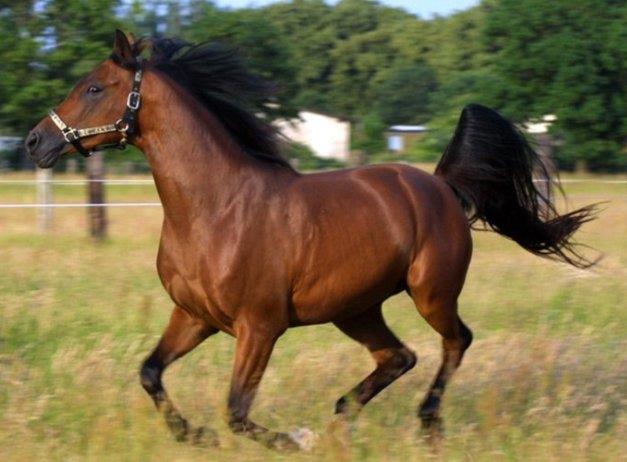 Karabakh Horse