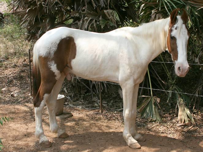 The Kathiawari Horse: A Comprehensive Guide to India's Unique Equine Breed