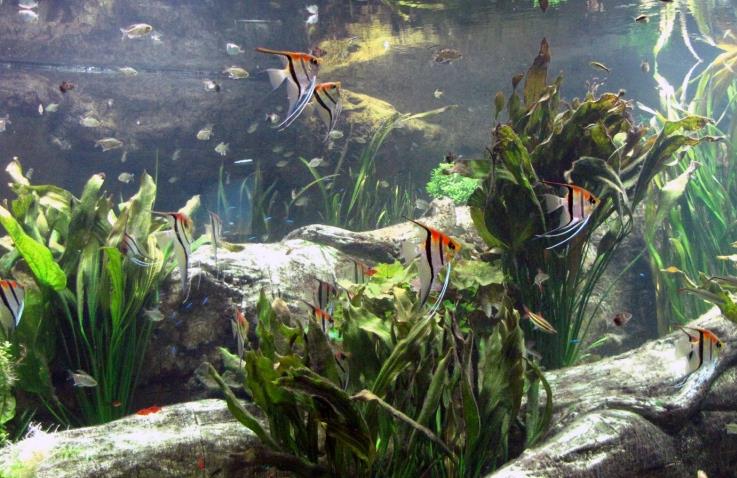 Keeping Amazon Fish in a "Natural" Aquarium