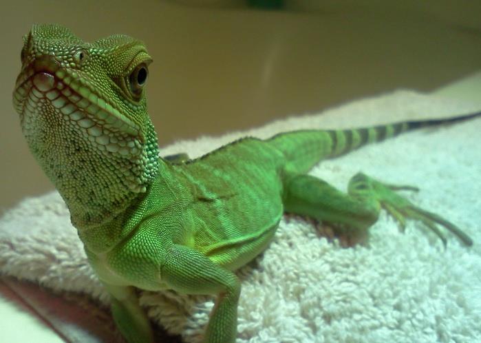 Keeping Water dragon as Pets