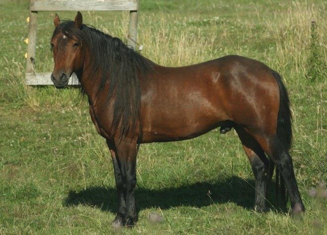 Kiger Mustang
