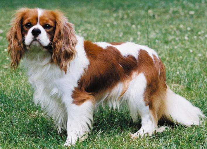 King Charles Spaniel: A Comprehensive Guide to This Charming Breed
