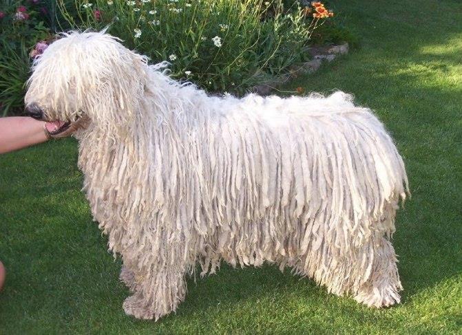 Komondor
