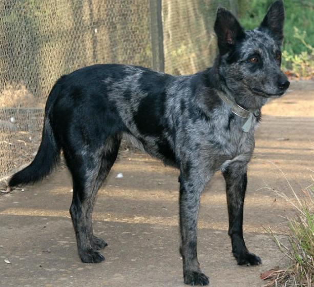 Koolie Dog