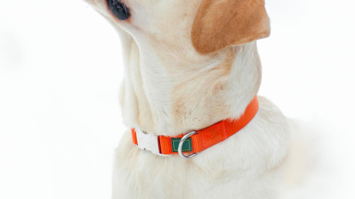 The Ultimate Guide to Labrador Retrievers: Everything You Need to Know