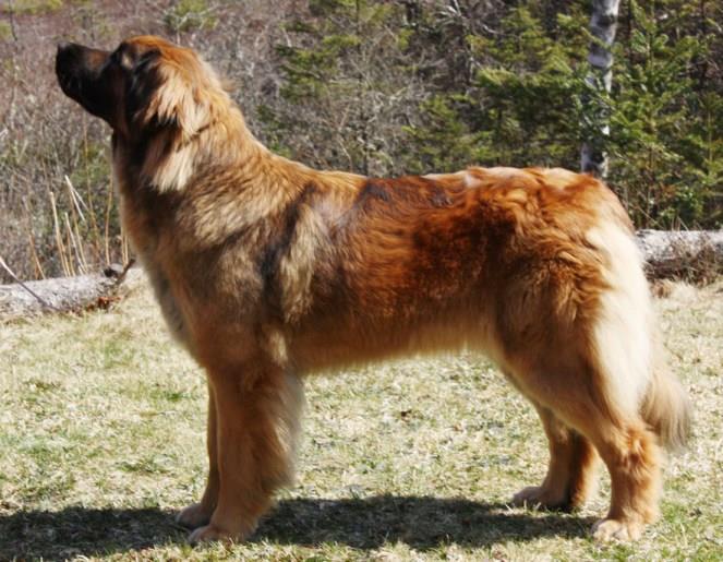 Leonberger Dogs: A Comprehensive Guide to This Majestic Breed
