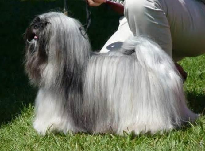 Lhasa Apso: A Comprehensive Guide to This Charming Breed