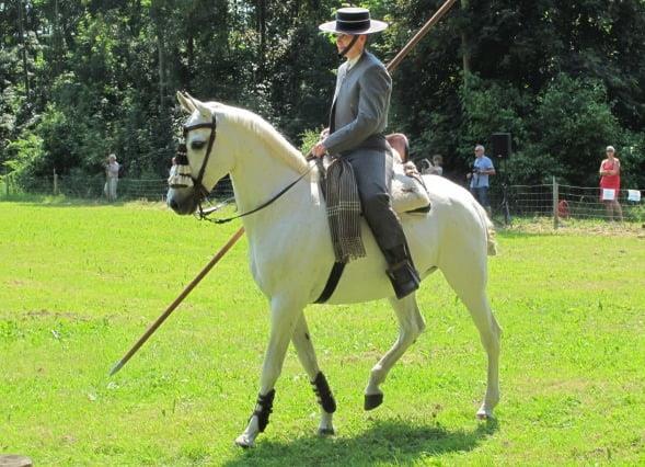 Discovering the Majestic Lipizzan Horses: History, Characteristics, and Care