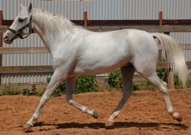 Lokai and Tersk Horses