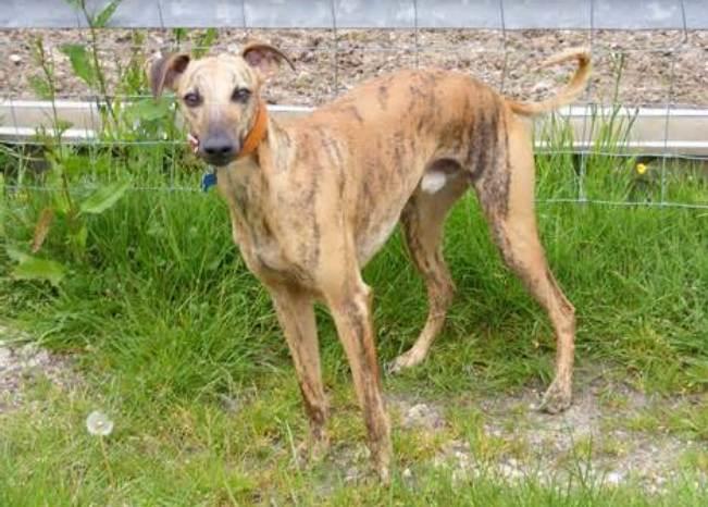 Lurcher Dog
