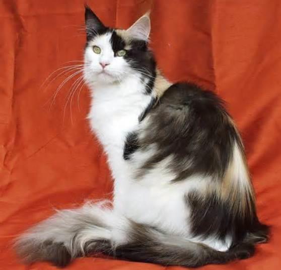 Maine Coon Cats: The Gentle Giants of the Feline World